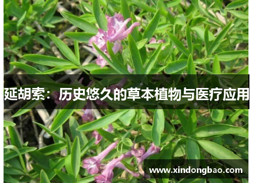 延胡索：历史悠久的草本植物与医疗应用